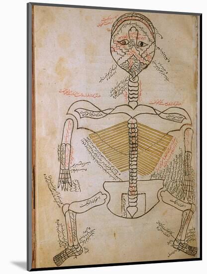 Human Skeleton from Mansur's Anatomy by 15th C. Persian Mansur Ibn Ilyas-null-Mounted Art Print