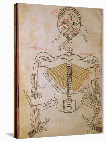 Human Skeleton from Mansur's Anatomy by 15th C. Persian Mansur Ibn Ilyas-null-Stretched Canvas