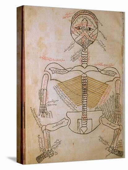 Human Skeleton from Mansur's Anatomy by 15th C. Persian Mansur Ibn Ilyas-null-Stretched Canvas