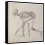 Human Skeleton: Lateral View in Crouching Posture-George Stubbs-Framed Stretched Canvas