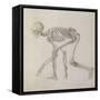 Human Skeleton: Lateral View in Crouching Posture-George Stubbs-Framed Stretched Canvas