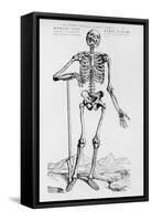 Human Skeleton (Print)-Andreas Vesalius-Framed Stretched Canvas