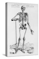 Human Skeleton (Print)-Andreas Vesalius-Stretched Canvas