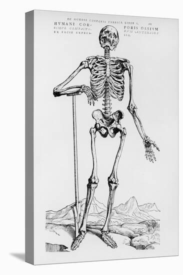 Human Skeleton (Print)-Andreas Vesalius-Stretched Canvas