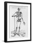 Human Skeleton (Print)-Andreas Vesalius-Framed Giclee Print