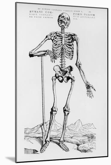 Human Skeleton (Print)-Andreas Vesalius-Mounted Giclee Print
