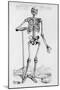 Human Skeleton (Print)-Andreas Vesalius-Mounted Giclee Print