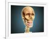 Human Skeleton Showing Teeth and Gums-null-Framed Art Print