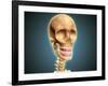 Human Skeleton Showing Teeth and Gums-null-Framed Art Print