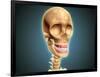 Human Skeleton Showing Teeth and Gums-null-Framed Art Print