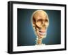 Human Skeleton Showing Teeth and Gums-null-Framed Art Print