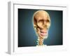 Human Skeleton Showing Teeth and Gums-null-Framed Art Print