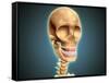 Human Skeleton Showing Teeth and Gums-null-Framed Stretched Canvas