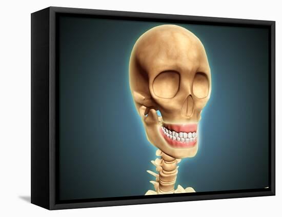 Human Skeleton Showing Teeth and Gums-null-Framed Stretched Canvas