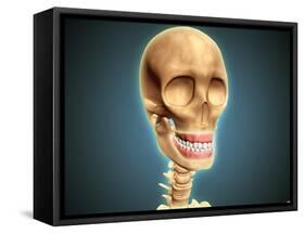 Human Skeleton Showing Teeth and Gums-null-Framed Stretched Canvas