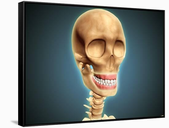 Human Skeleton Showing Teeth and Gums-null-Framed Stretched Canvas