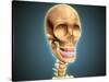Human Skeleton Showing Teeth and Gums-null-Stretched Canvas