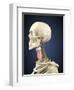 Human Skeleton with Nervous System and Larynx Organ of Neck-Stocktrek Images-Framed Art Print