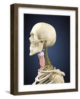 Human Skeleton with Nervous System and Larynx Organ of Neck-Stocktrek Images-Framed Art Print