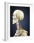 Human Skeleton with Nervous System and Larynx Organ of Neck-Stocktrek Images-Framed Art Print
