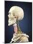 Human Skeleton with Nervous System and Larynx Organ of Neck-Stocktrek Images-Mounted Art Print