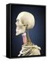 Human Skeleton with Nervous System and Larynx Organ of Neck-Stocktrek Images-Framed Stretched Canvas