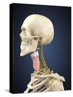 Human Skeleton with Nervous System and Larynx Organ of Neck-Stocktrek Images-Stretched Canvas