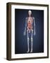 Human Skeleton with Organs and Circulatory System-Stocktrek Images-Framed Art Print