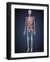 Human Skeleton with Organs and Circulatory System-Stocktrek Images-Framed Art Print