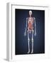 Human Skeleton with Organs and Circulatory System-Stocktrek Images-Framed Art Print