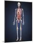 Human Skeleton with Organs and Circulatory System-Stocktrek Images-Mounted Art Print