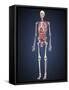 Human Skeleton with Organs and Circulatory System-Stocktrek Images-Framed Stretched Canvas