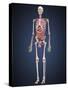 Human Skeleton with Organs and Circulatory System-Stocktrek Images-Stretched Canvas