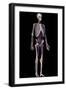 Human skeleton with veins and arteries. Front perspective view on black background.-Leonello Calvetti-Framed Art Print