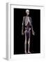 Human skeleton with veins and arteries. Front perspective view on black background.-Leonello Calvetti-Framed Art Print