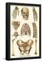 Human Skeleton-null-Framed Poster