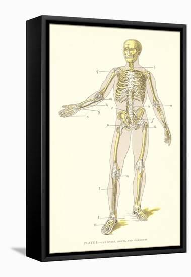 Human Skeleton-null-Framed Stretched Canvas
