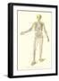Human Skeleton-null-Framed Art Print