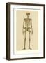 Human Skeleton-null-Framed Art Print