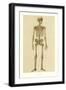 Human Skeleton-null-Framed Art Print