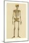 Human Skeleton-null-Mounted Art Print