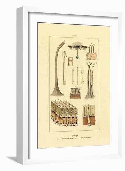 Human Skin, 1833-39-null-Framed Giclee Print