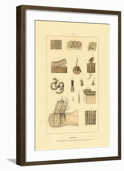 Human Skin, 1833-39-null-Framed Giclee Print
