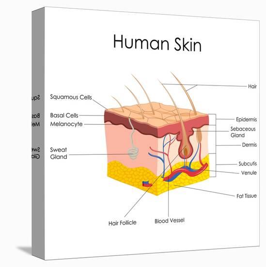 Human Skin Anatomy-stockshoppe-Stretched Canvas