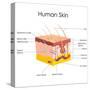 Human Skin Anatomy-stockshoppe-Stretched Canvas