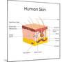 Human Skin Anatomy-stockshoppe-Mounted Art Print