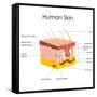 Human Skin Anatomy-stockshoppe-Framed Stretched Canvas