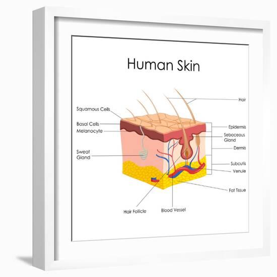 Human Skin Anatomy-stockshoppe-Framed Art Print