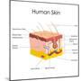 Human Skin Anatomy-stockshoppe-Mounted Art Print