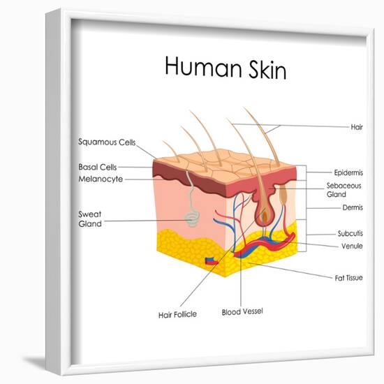 Human Skin Anatomy-stockshoppe-Framed Art Print